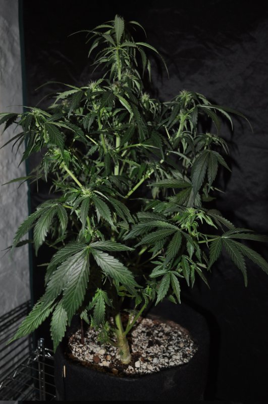 blue-dream-1-Week12.jpg