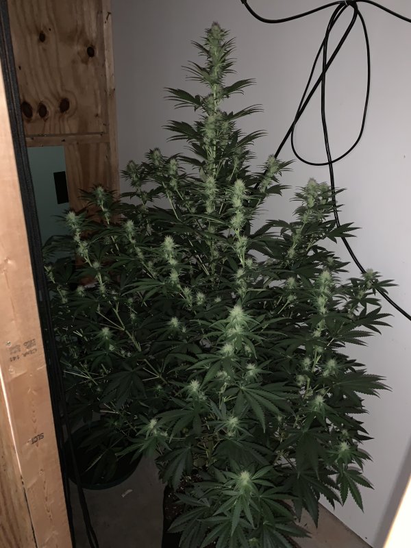 Blue Dream 10 weeks.jpg