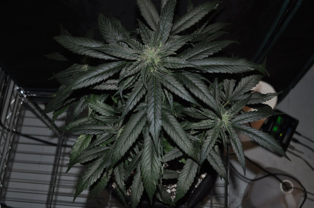 blue-dream-2-Week12.jpg