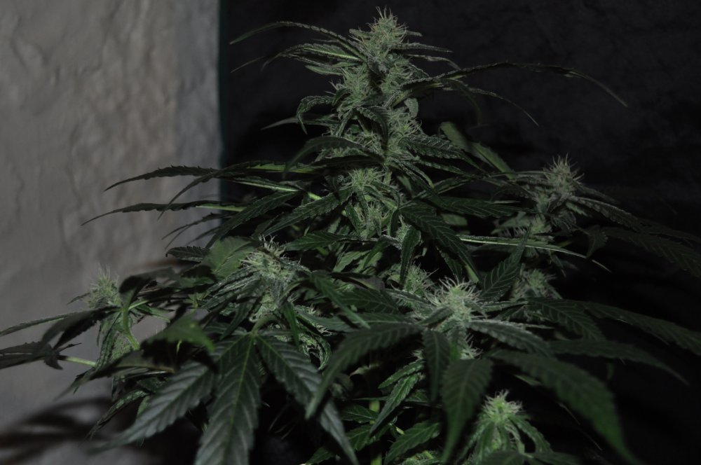 blue-dream-2-Week12a.jpg