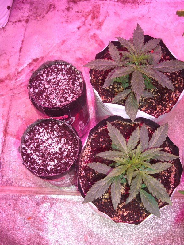 BLUE DREAM AND 2 LITER GROW_4-19-17.JPG