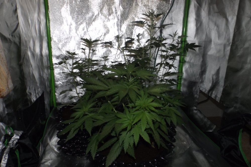 Blue Dream week 6.JPG