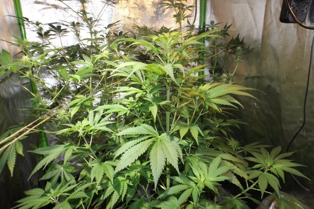 Blue Dream week 7 4.JPG