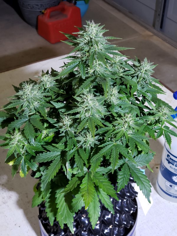 Blue Toof Special - Day 53 - Just pollinated - (2).jpg