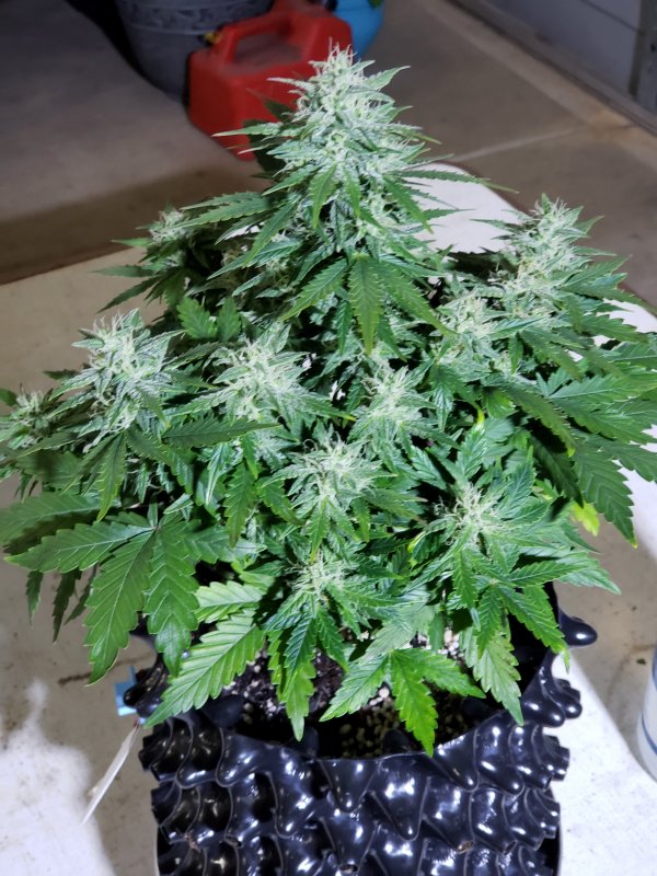 Blue Toof Special - Day 53 - Just pollinated.jpg