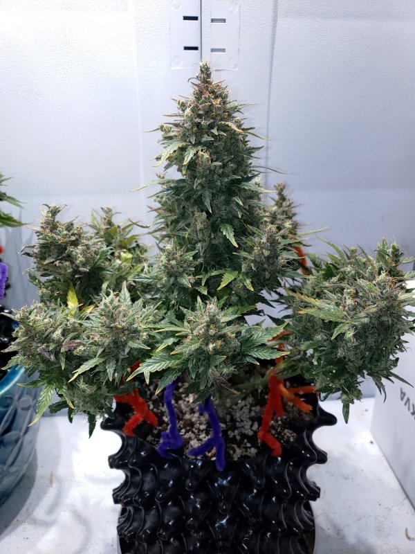 Blue Toof Special x SD - Day 89 - (2).jpg