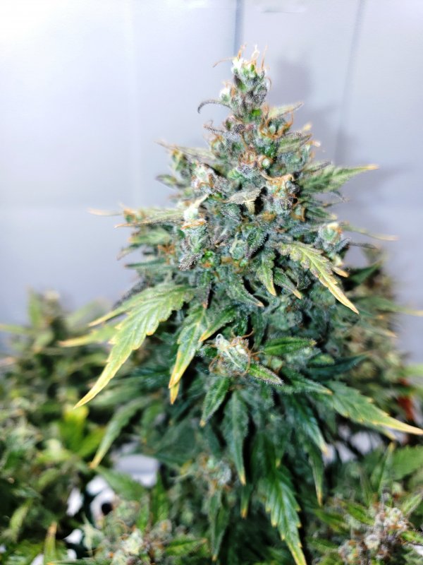 Blue Toof Special x SD - Day 89 - (3).jpg