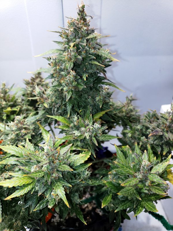 Blue Toof Special x SD - Day 89 - (6).jpg