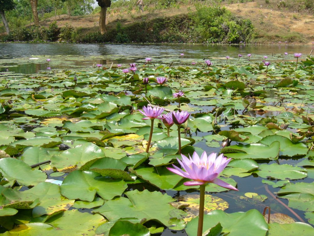 Blue_Lotus_Madhobpur_Lake_Srimongol_Sylhet_Bangladesh_2.JPG