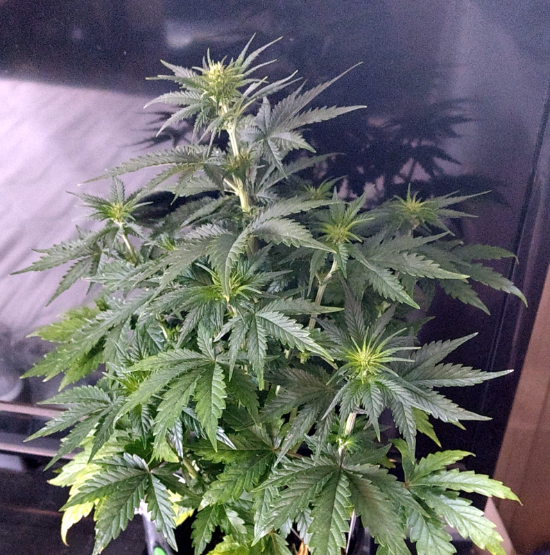 Blueberry Auto pollinated pic1 -4-15-2019.jpg