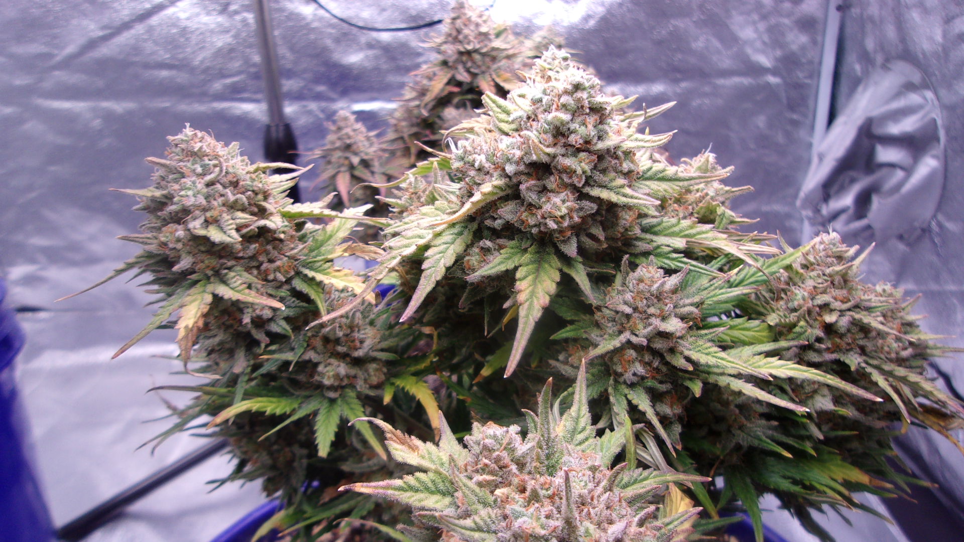 Blueberry auto's Fast Buds.JPG