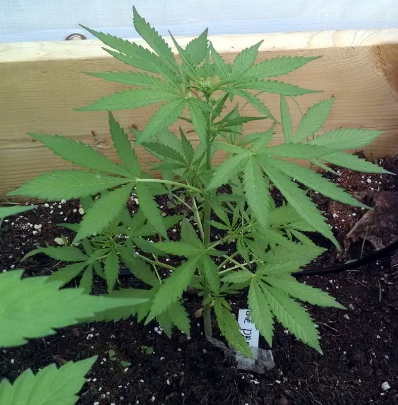 Blueberry Domina in greenhouse plant2 pic1 -6-28-2017.jpg