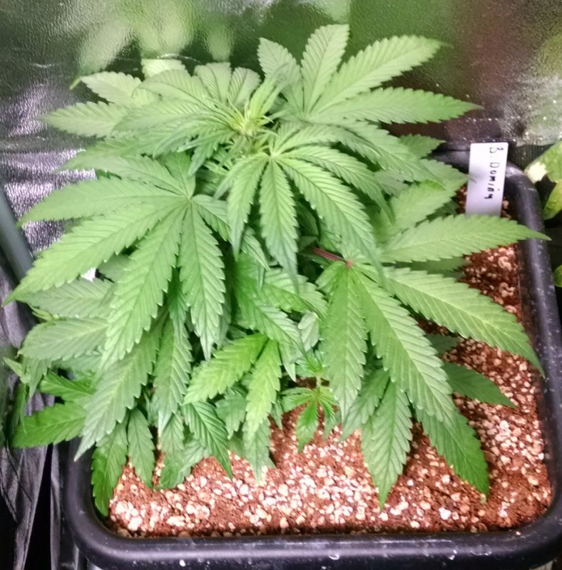 Blueberry Domina pic1 -3-24-2016.jpg