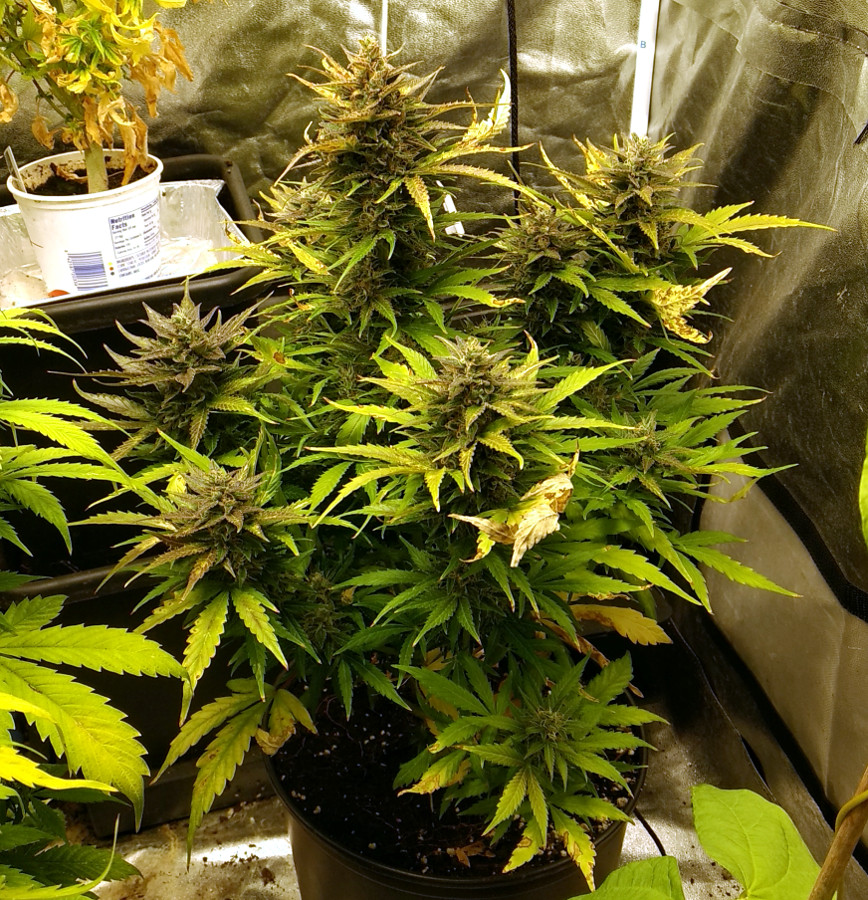 Blueberry Ghost OG pic1 -6-14-2020.jpg