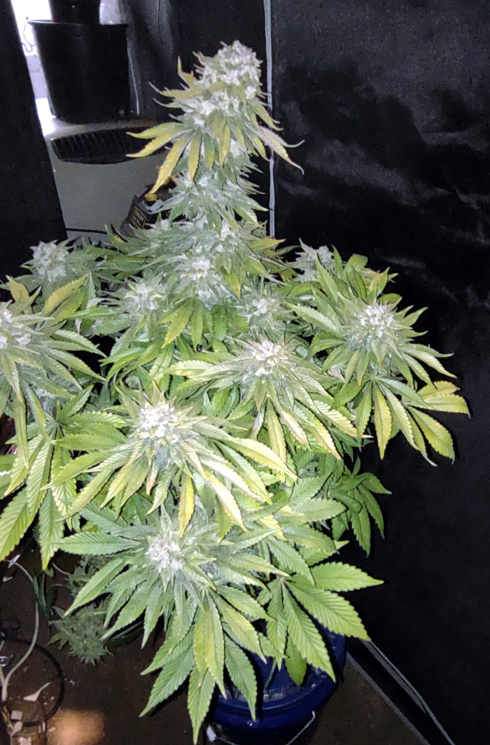 Blueberry Headband pic2 -5-12-2021.jpg