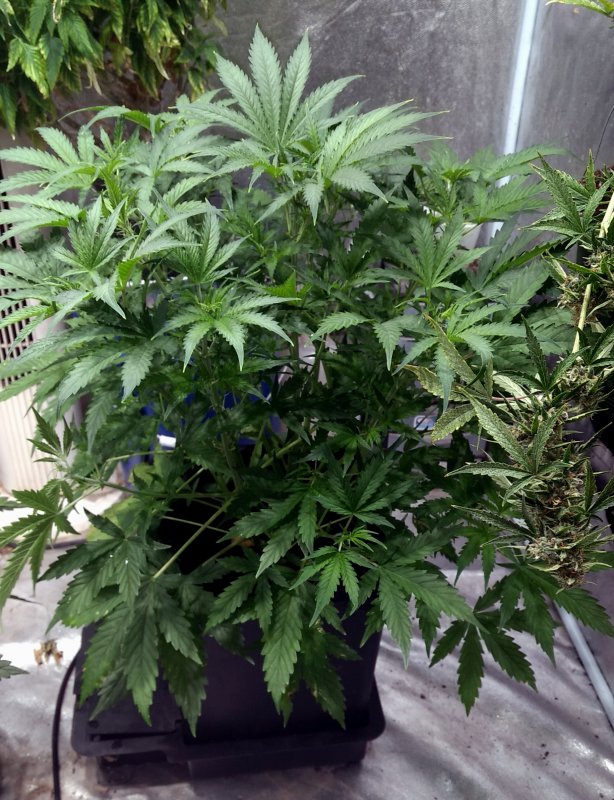 Blueberry in auto pot pic1 -4-12-2019.jpg