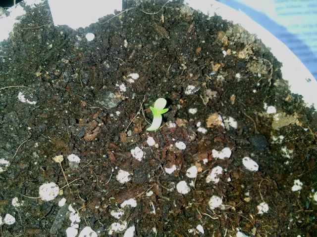 Blueberry seedling tiny -7-30-2016.jpg