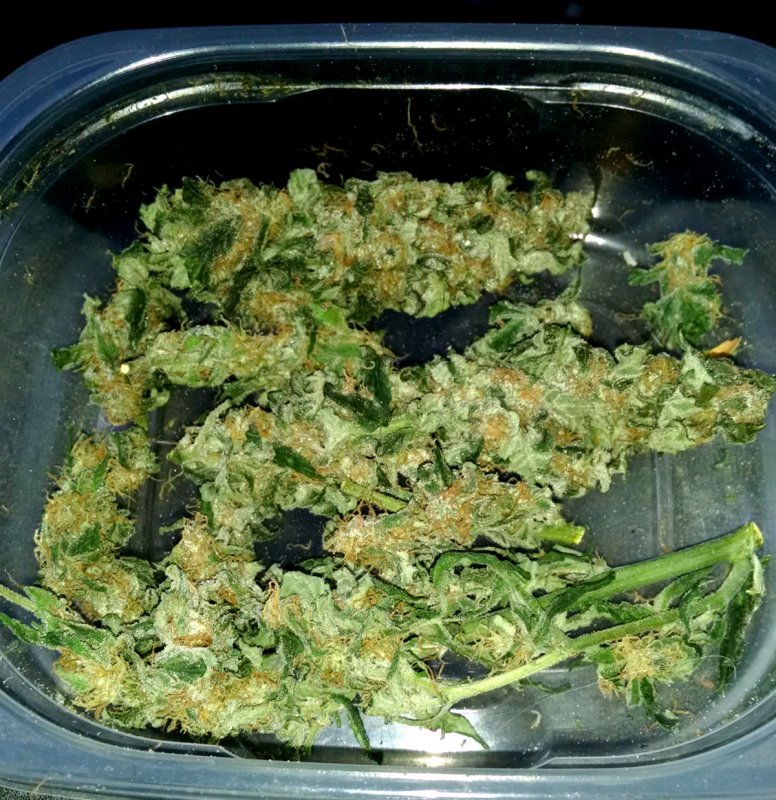 Bluebery domina buds pic1 -5-4-2016.jpg