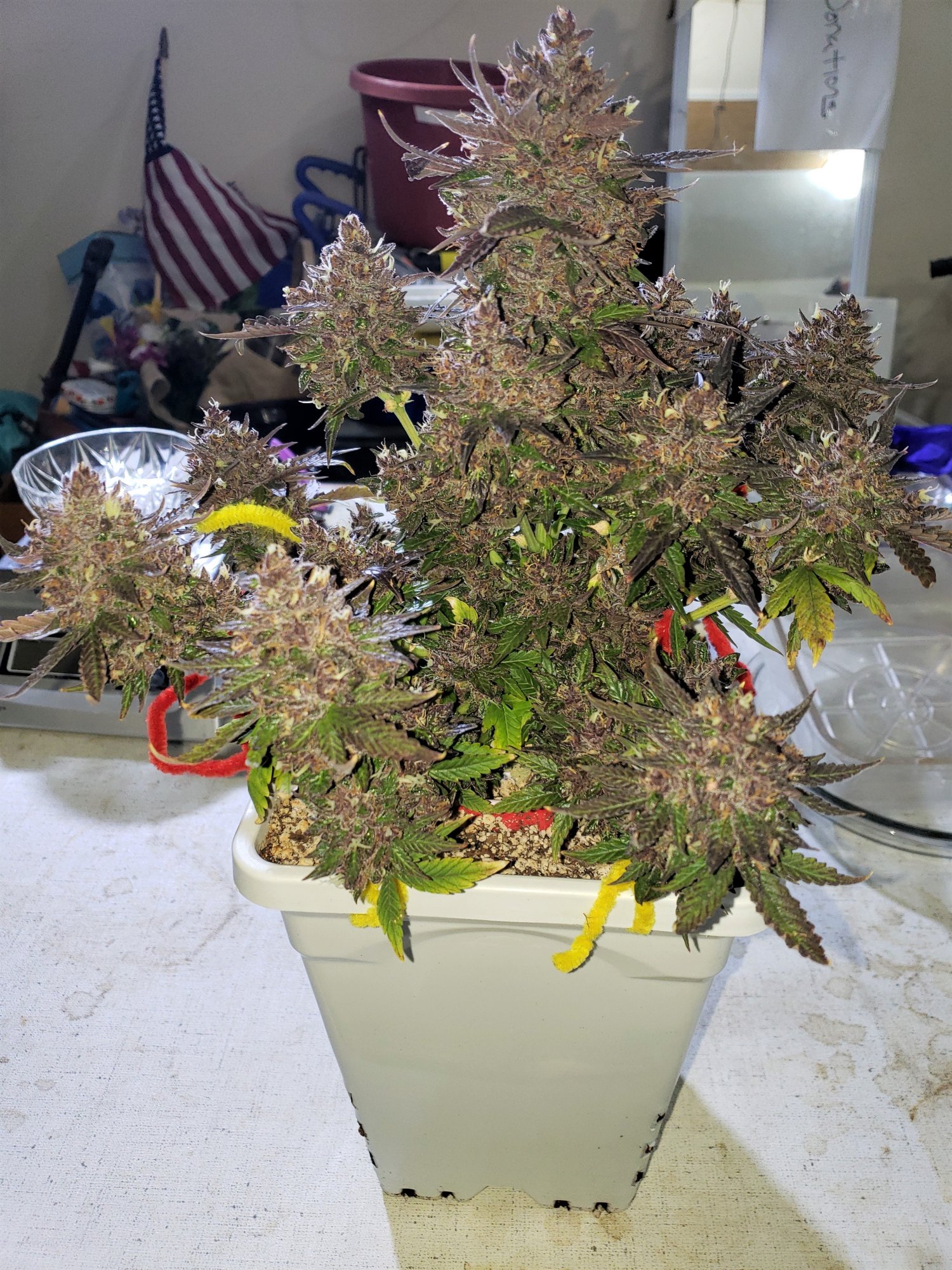 Bluestone #1 - Chop Day - Day 80 - (2).jpg