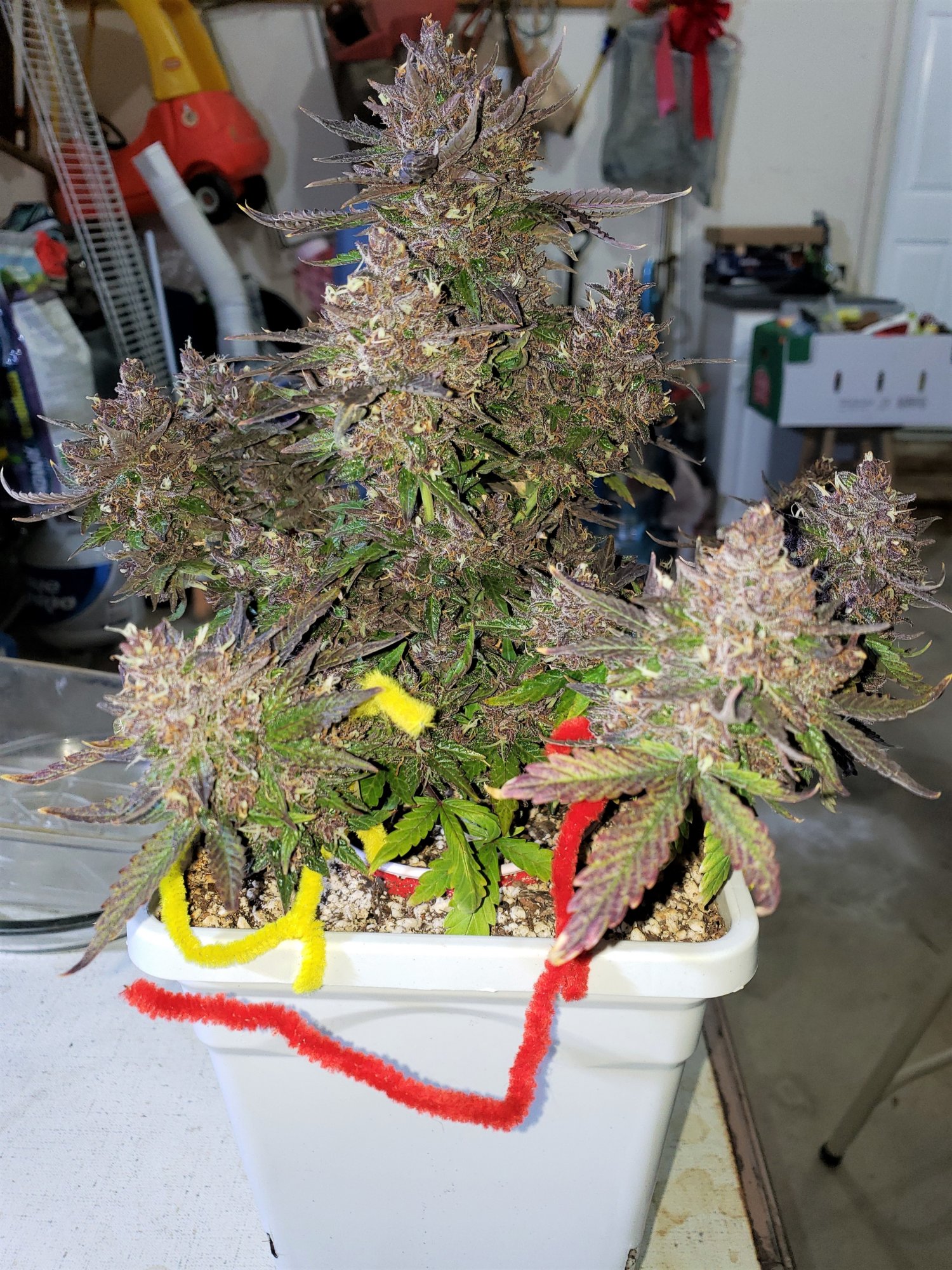 Bluestone #1 - Chop Day - Day 80 - (3).jpg