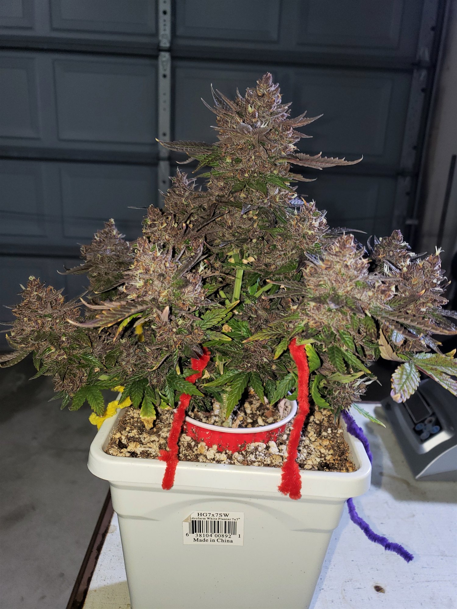 Bluestone #1 - Chop Day - Day 80 - (4).jpg