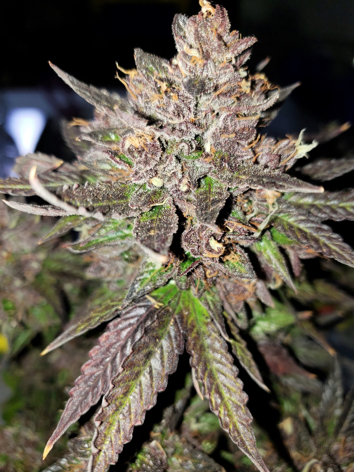 Bluestone #1 - Chop Day - Day 80 - (5).jpg