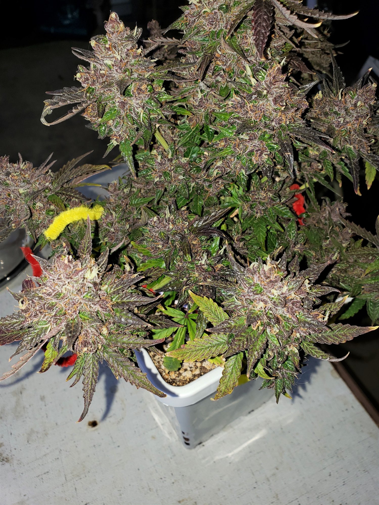 Bluestone #1 - Chop Day - Day 80 - (6).jpg