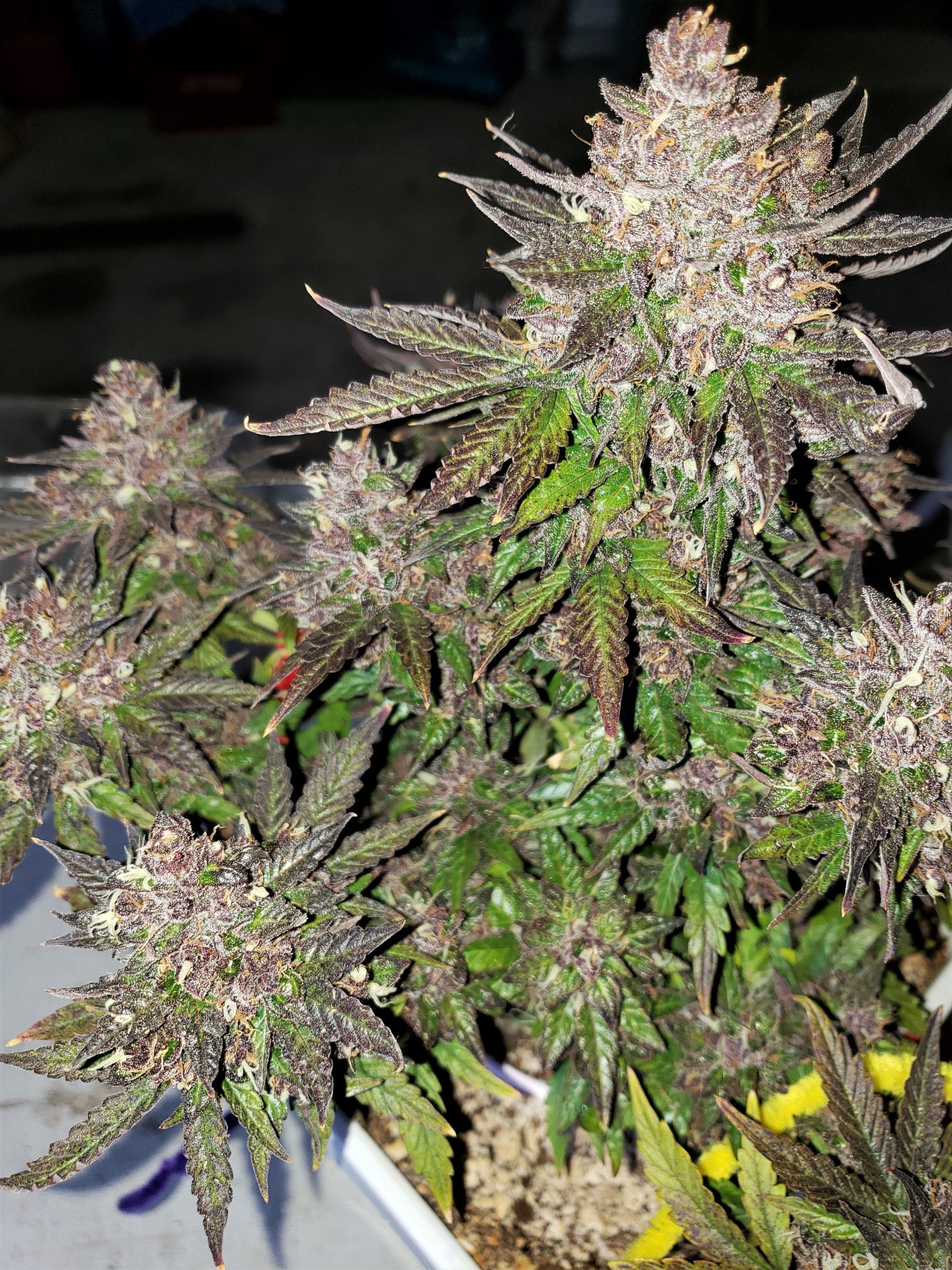 Bluestone #1 - Chop Day - Day 80 - (7).jpg