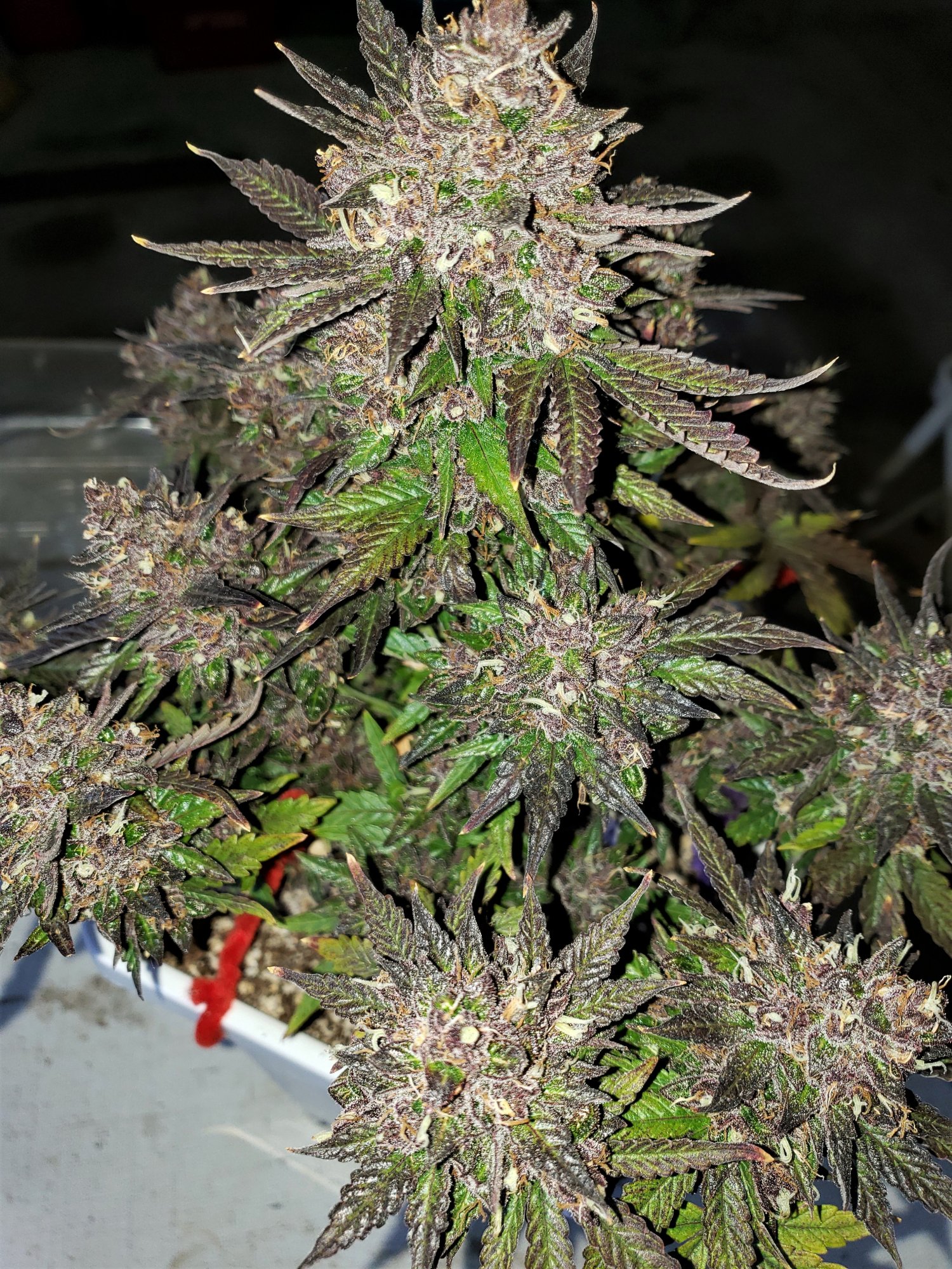 Bluestone #1 - Chop Day - Day 80 - (8).jpg