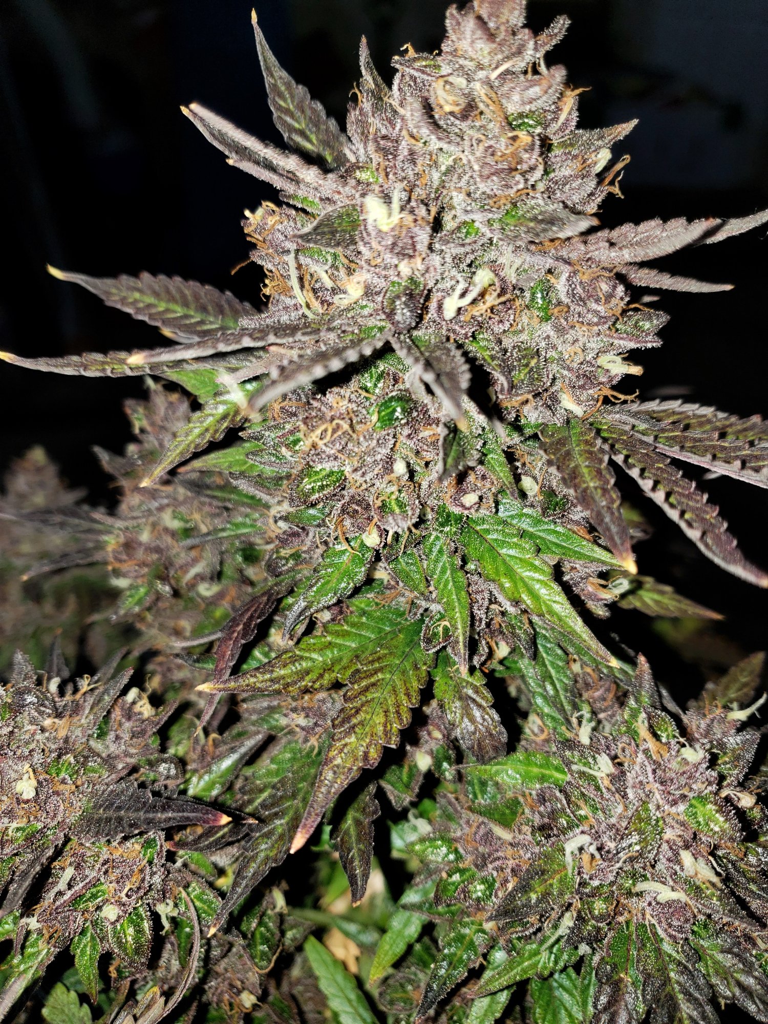 Bluestone #1 - Chop Day - Day 80 - (9).jpg