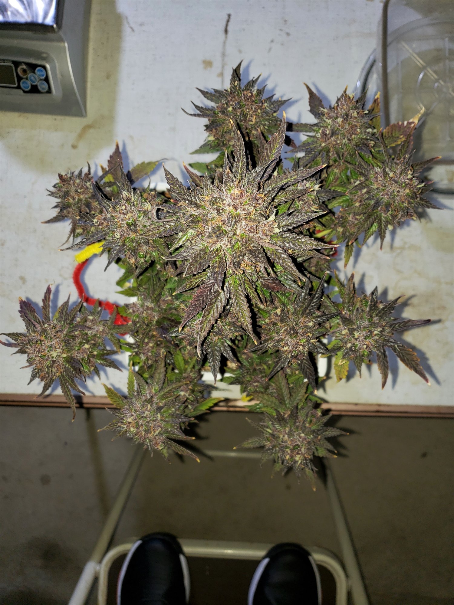 Bluestone #1 - Chop Day - Day 80.jpg