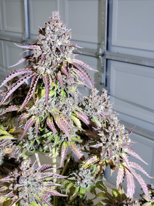 Bluestone - Chop Day - Day 90 - (9).jpg