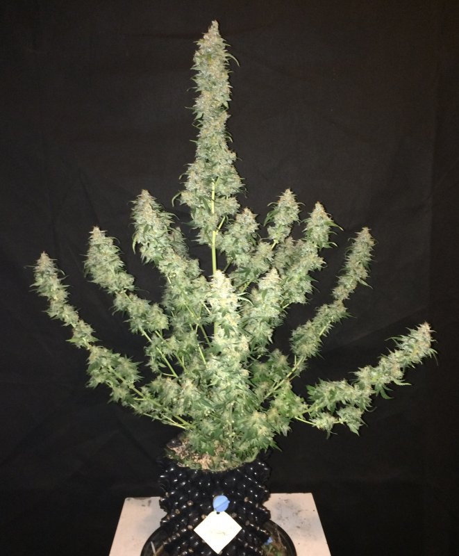 bluetoof special 3L day 70 harvest.JPG