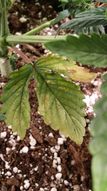 bma leaf damage 2 d37.jpg