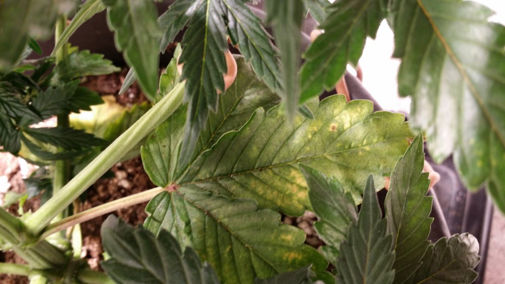 bma leaf damage d37.jpg