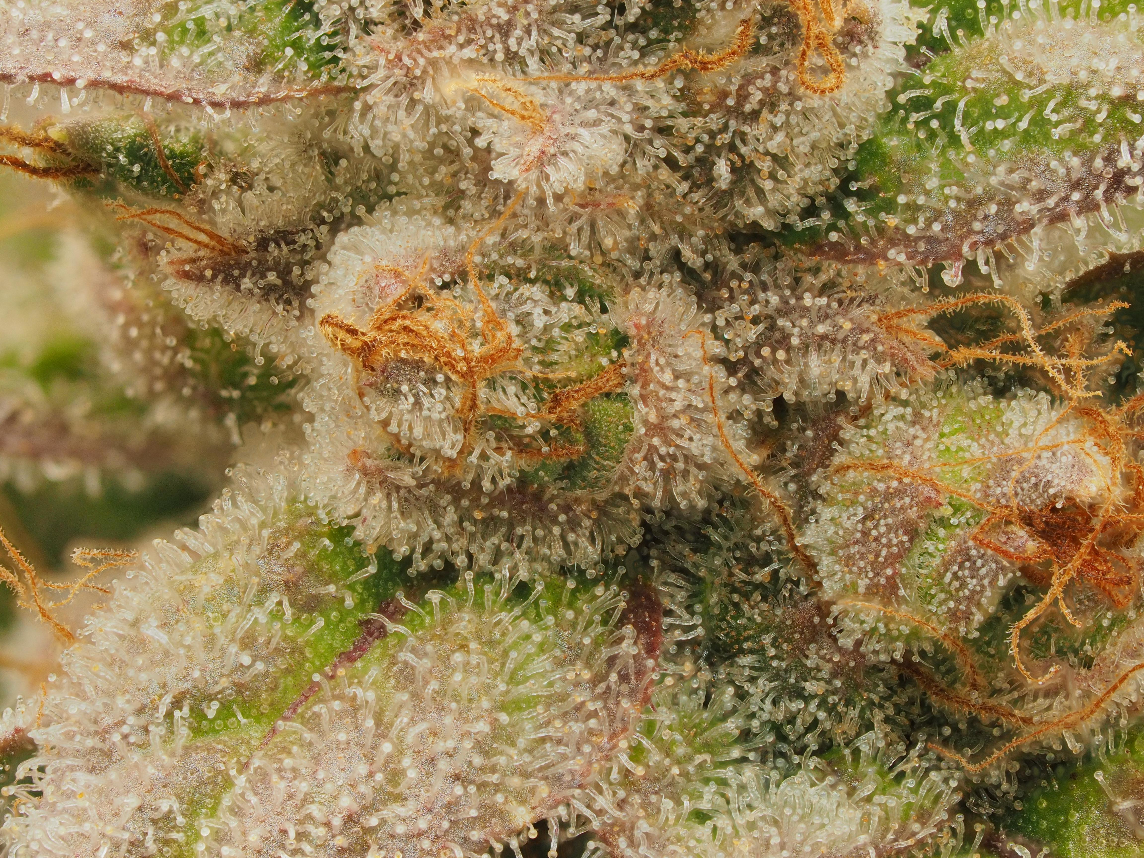 BMxSH trichs.jpg