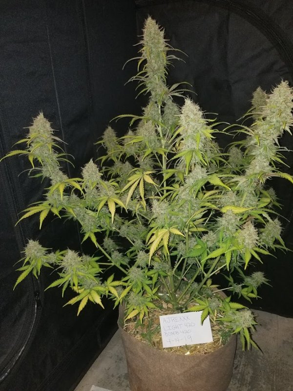 Bombseeds Final Pic.jpg