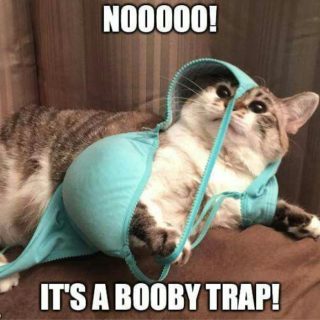 Booby-Trap-Cat-Meme-320x320.jpg