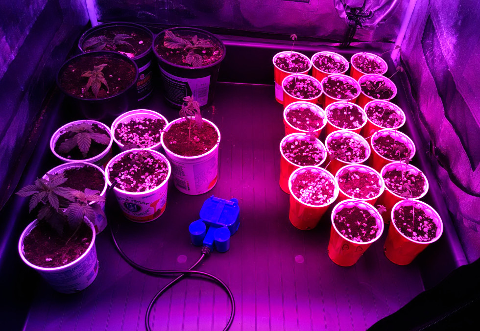 breeding seedlings -12-16-2016.jpg