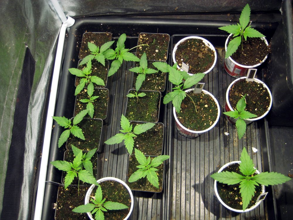 Breeding seedlings pic2 -10-29-2018.JPG