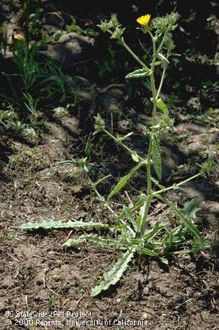 Bristly Oxtongue.jpg