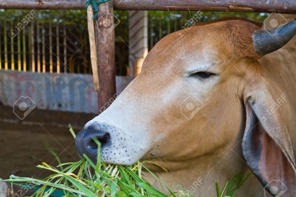 Brown-cow-eating-grass-in-livestock-Stock-Photo.jpg