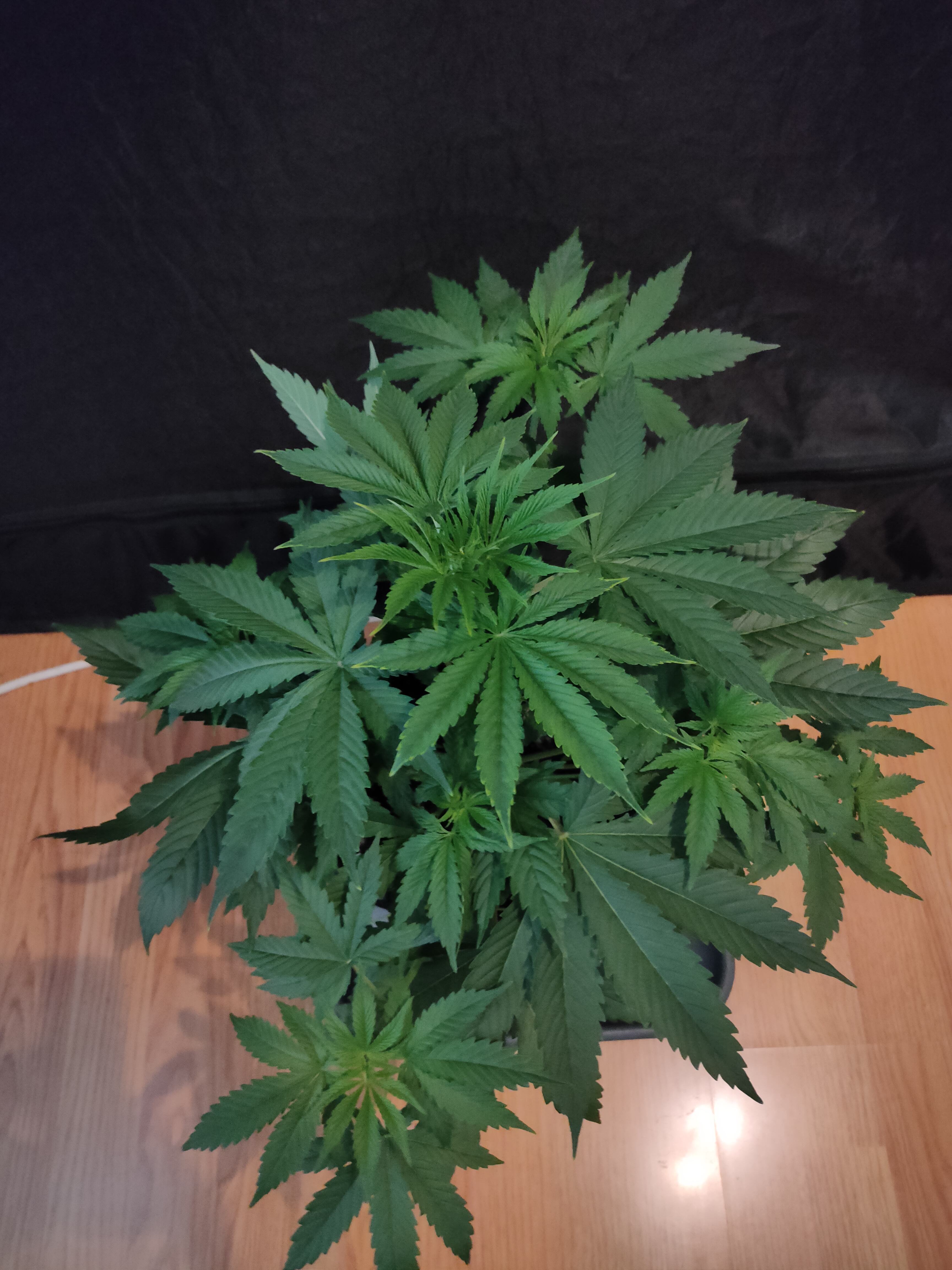 Bruce Banner week3-3.jpg