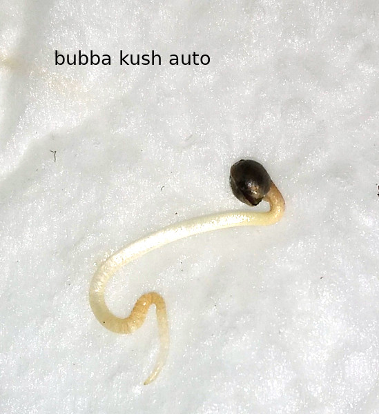 Bubba Kush Auto pic1 -1-8-2020.jpg