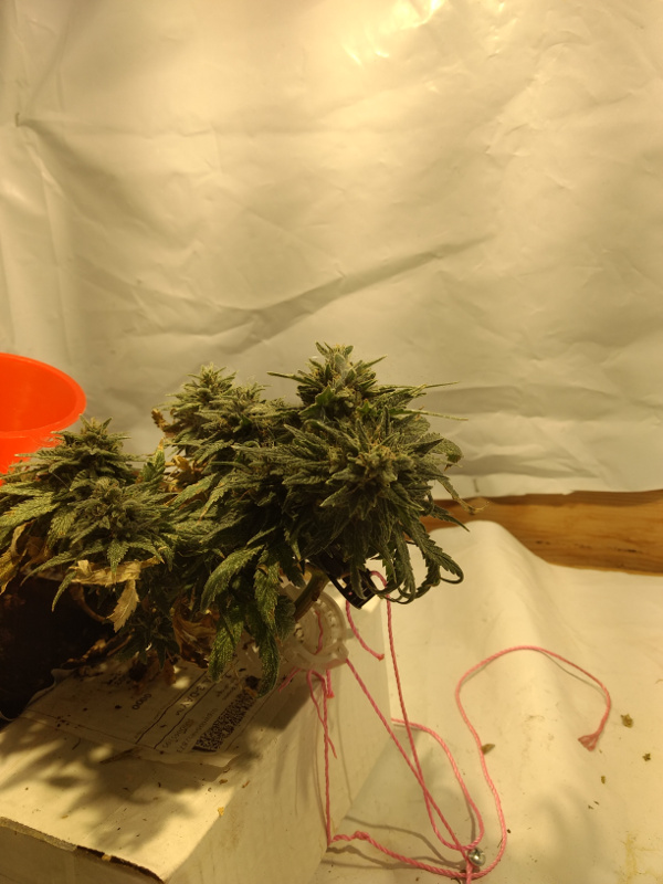 Bubba Kush auto pic1 -3-15-2020.jpg