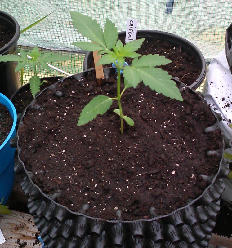 bubbly kush transplant-2-7-18-2015.jpg