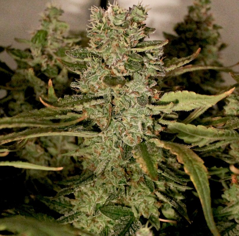 bud 79.JPG