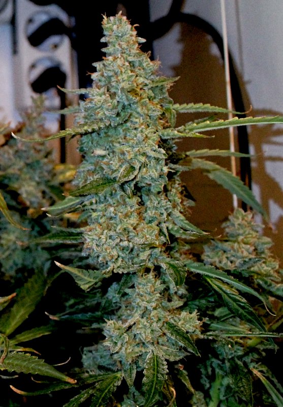 bud 86.JPG