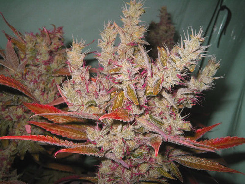 bud,chronic,marijuana,pink,skunk,weed-0f6cb12c0931009b6b5d8c9df2fa6f83_h.jpg