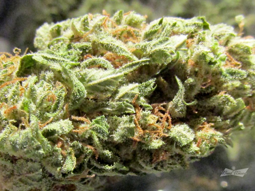 Bud-entry-closeup.jpg